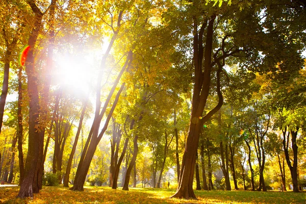 Nascer do sol na floresta de outono — Fotografia de Stock