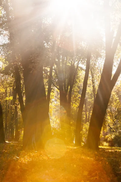 Madeira de outono com raios de sol — Fotografia de Stock
