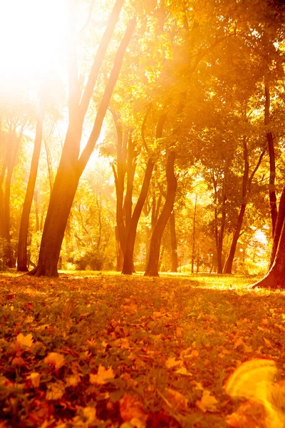 Foglie autunnali nel bellissimo parco autunnale — Foto Stock