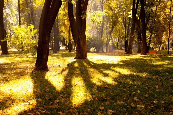 Folhas de outono no belo parque de queda — Fotografia de Stock