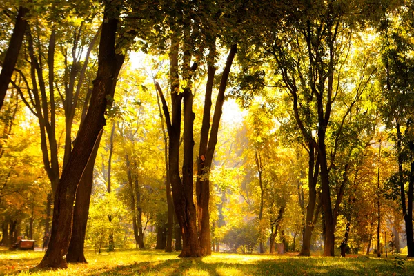 Nascer do sol na floresta de outono — Fotografia de Stock