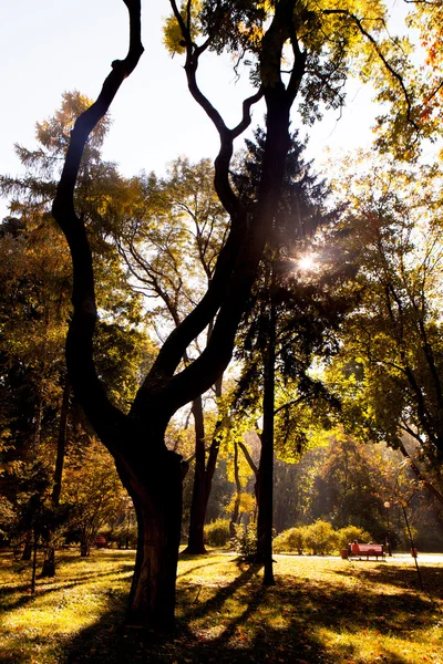 Őszi fa a nap sugarai — Stock Fotó