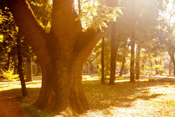 Φθινόπωρο ξύλο με τις ακτίνες του ήλιου — Φωτογραφία Αρχείου