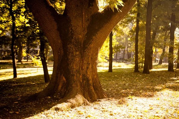 Legno autunnale con raggi solari — Foto Stock