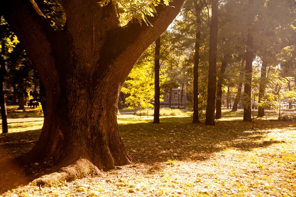Herfst hout met zonnestralen — Stockfoto