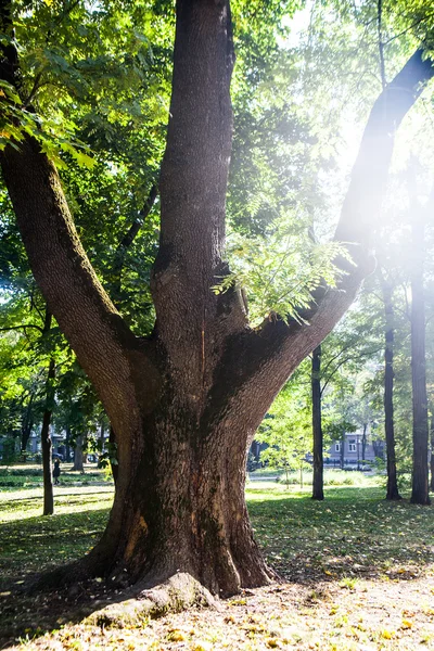 Φθινόπωρο ξύλο με τις ακτίνες του ήλιου — Φωτογραφία Αρχείου