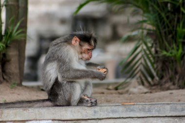 Peruyar yaban hayatı kutsal komik maymun