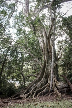 Büyük ağaç Kerala
