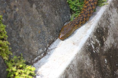 Periyar Milli Parkı içinde yılan