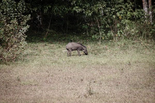 Wildschweine mit gemeinen Mäusen — Stockfoto