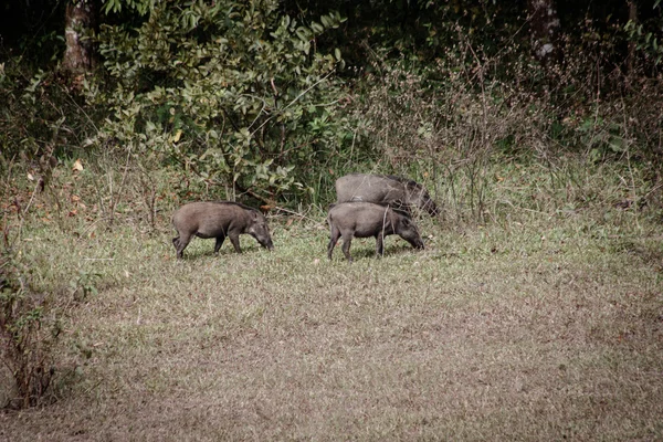 Wildschweine mit gemeinen Mäusen — Stockfoto