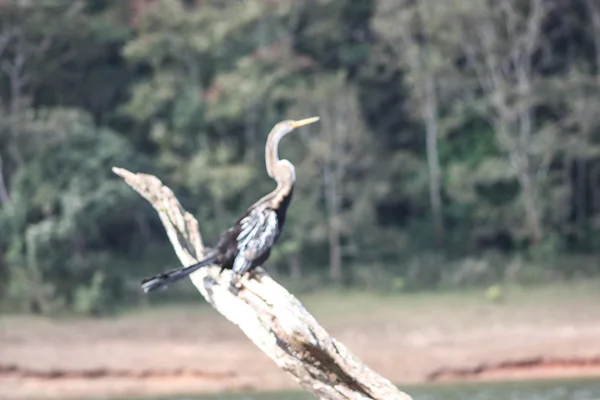 Paysage avec oiseaux sauvages — Photo