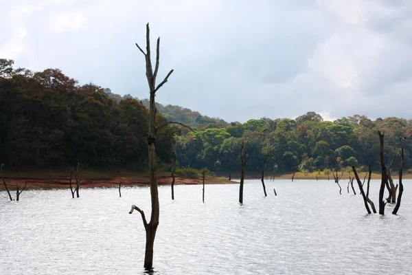 Lago no Parque Nacional Periyar — Fotografia de Stock