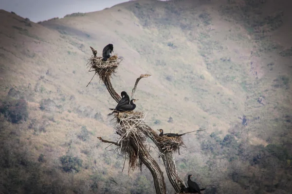 Paysage avec oiseaux sauvages — Photo