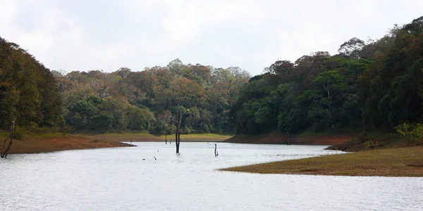 Lake in Periyar National Park — Stock Photo, Image