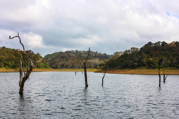 Lago en el Parque Nacional Periyar — Foto de Stock