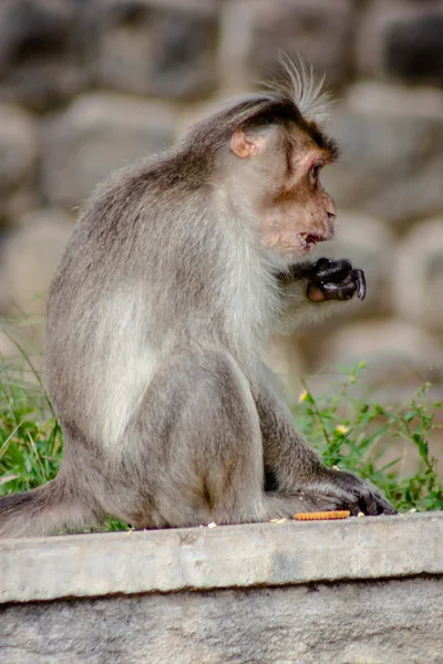 Grappige aap in Peruyar Wildlife sanctuary — Stockfoto