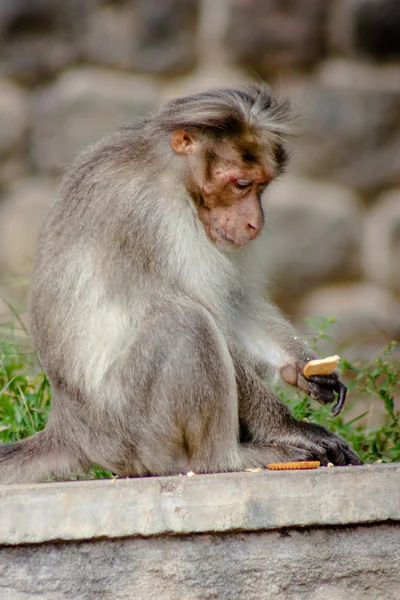 Śmieszne małpy w Peruyar Wildlife sanctuary — Zdjęcie stockowe