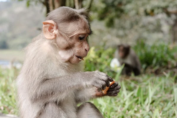 Śmieszne małpy w Peruyar Wildlife sanctuary — Zdjęcie stockowe