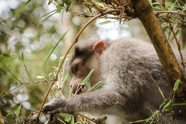 Grappige aap in Peruyar Wildlife sanctuary — Stockfoto