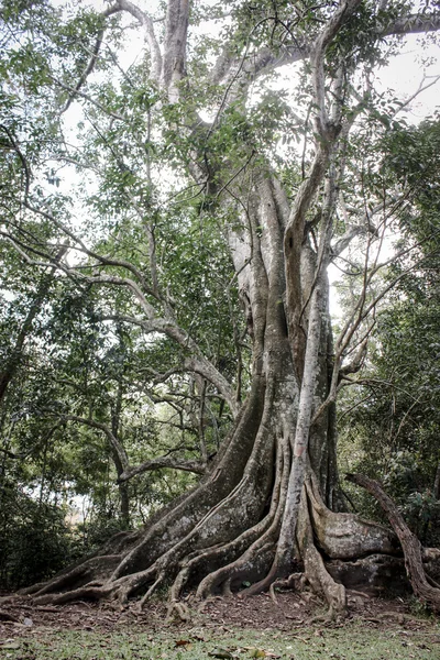 Großer Baum in Kerala — Stockfoto