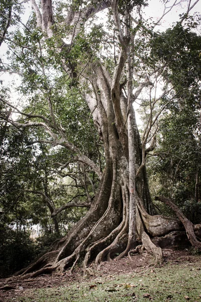 Grand arbre dans le Kerala — Photo