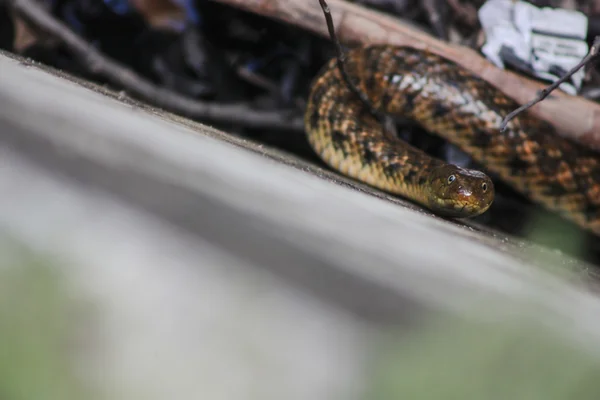 Snake in Periyar national park — Stock Photo, Image