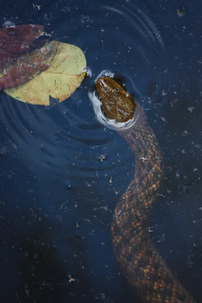 Serpiente en el parque nacional Periyar — Foto de Stock