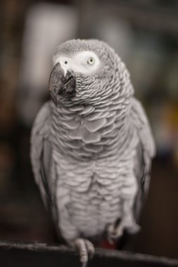 Afrika gri papağanı