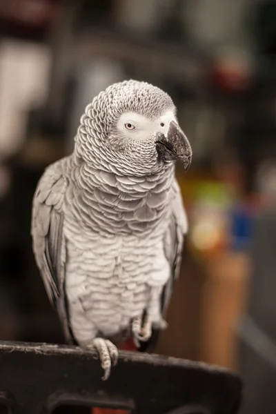 African Grey Parrot — Stock Photo, Image