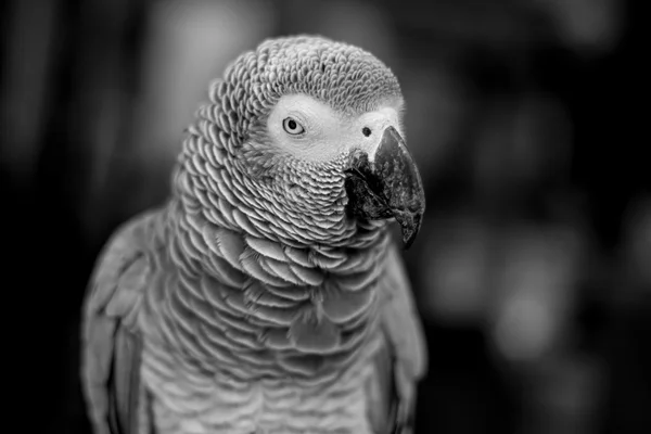 African Grey Parrot — Stock Photo, Image