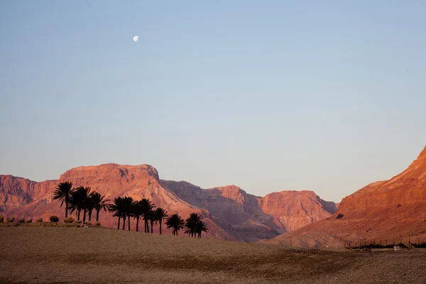 이스라엘 돌 사막 — 스톡 사진