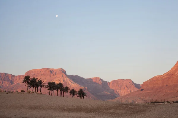 Israël désert de pierre — Photo