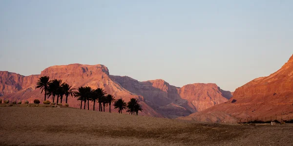 Israël Stone woestijn — Stockfoto