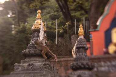swayambhunath maymun Tapınağı'nda makak maymunları