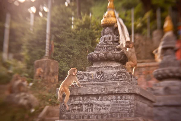 Macacos no templo de macacos Swayambhunath — Fotografia de Stock