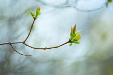 İlk Bahar yumuşak yaprakları, tomurcukları ve makro backgrou dalları