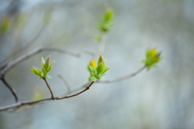 İlk Bahar yumuşak yaprakları, tomurcukları ve makro backgrou dalları
