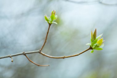 İlk Bahar yumuşak yaprakları, tomurcukları ve makro backgrou dalları