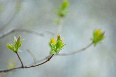 İlk Bahar yumuşak yaprakları, tomurcukları ve makro backgrou dalları