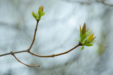 İlk Bahar yumuşak yaprakları, tomurcukları ve makro backgrou dalları