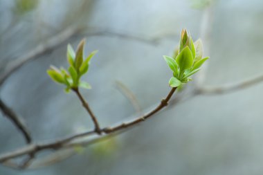 İlk Bahar yumuşak yaprakları, tomurcukları ve makro backgrou dalları