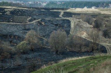 Ormanda yangın ve duman