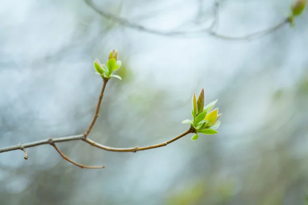 The first spring gentle leaves, buds and branches macro backgrou — Stock Photo, Image