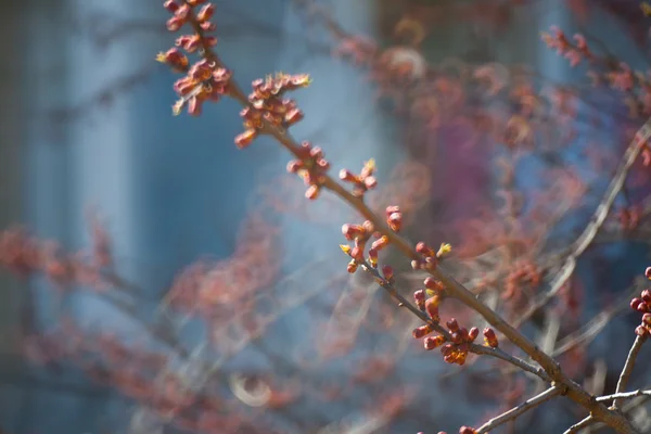 Árvore de floração coberta de flores, botões, botões e folhas — Fotografia de Stock