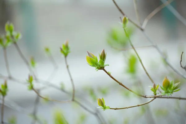 첫 번째 봄 부드러운 나뭇잎, 새싹 및 분기 매크로 backgrou — 스톡 사진