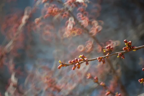 Árvore de floração coberta de flores, botões, botões e folhas — Fotografia de Stock