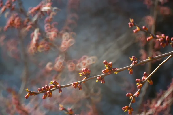 Árvore de floração coberta de flores, botões, botões e folhas — Fotografia de Stock