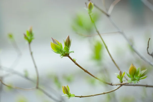 İlk Bahar yumuşak yaprakları, tomurcukları ve makro backgrou dalları — Stok fotoğraf