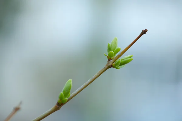 První jarní jemné listy, pupeny a větví makro poz — Stock fotografie